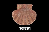 藏品(白碟海扇蛤)的圖片